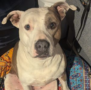 Meet your Posher, Joanna